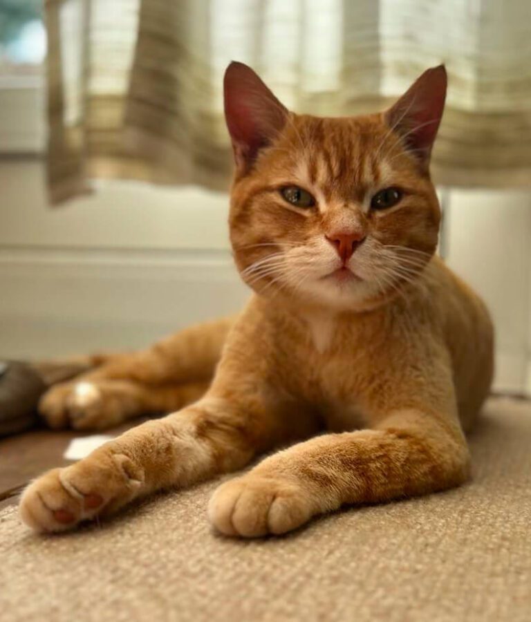 Rød Kat Efter Pelspleje Hos Salon SlapAf
