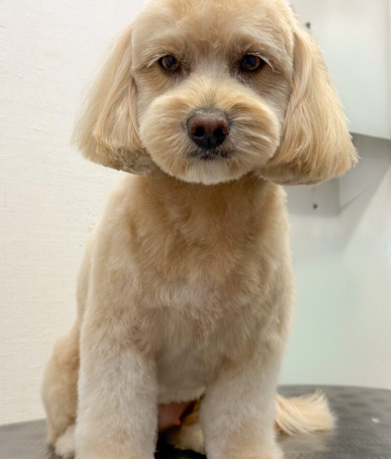 Maltipoo Med Abrikosfarvet Pels Efter Professionel Hundeklipning Hos Salon SlapAf