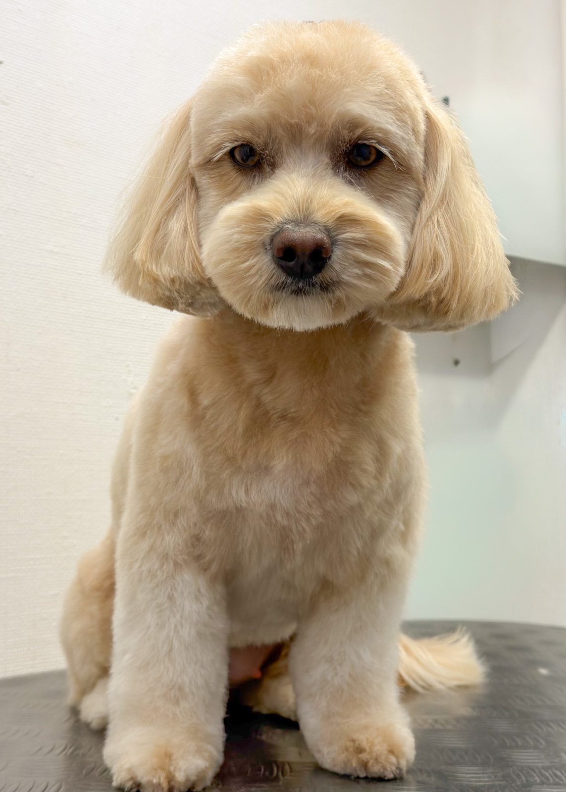 Maltipoo med abrikosfarvet pels efter professionel hundeklipning hos Salon SlapAf