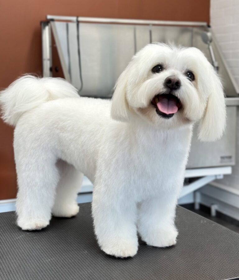 Coton De Tulear Hund Efter Professionel Klipning Hos Salon SlapAf
