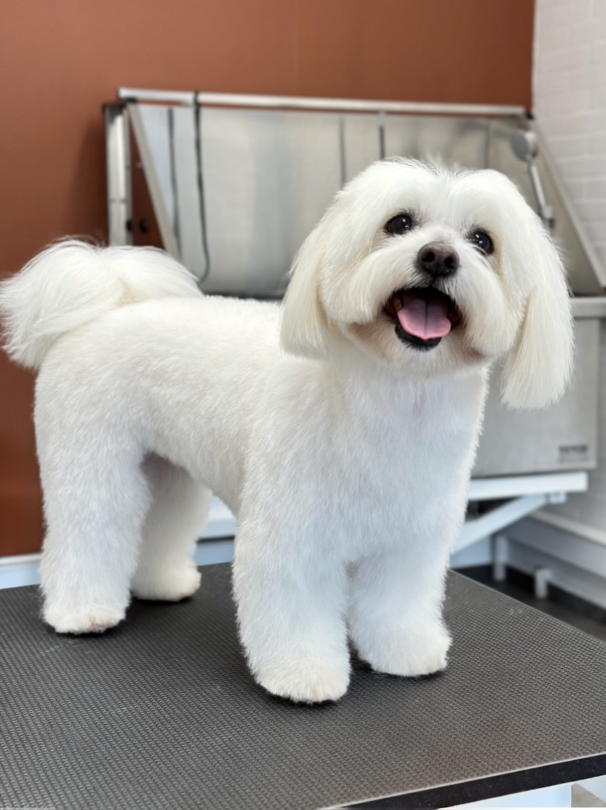 Coton de Tulear hund efter professionel klipning hos Salon SlapAf