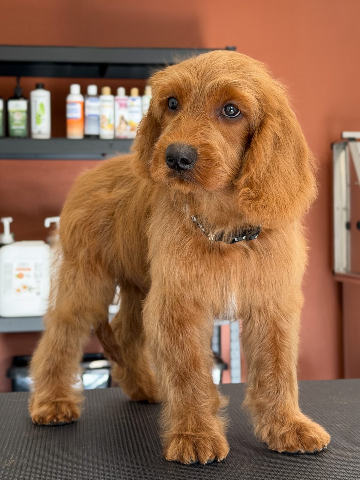 Hvalpetræning Hos Hundefrisør – Hvalp På Trimmebord Hos Salon SlapAf