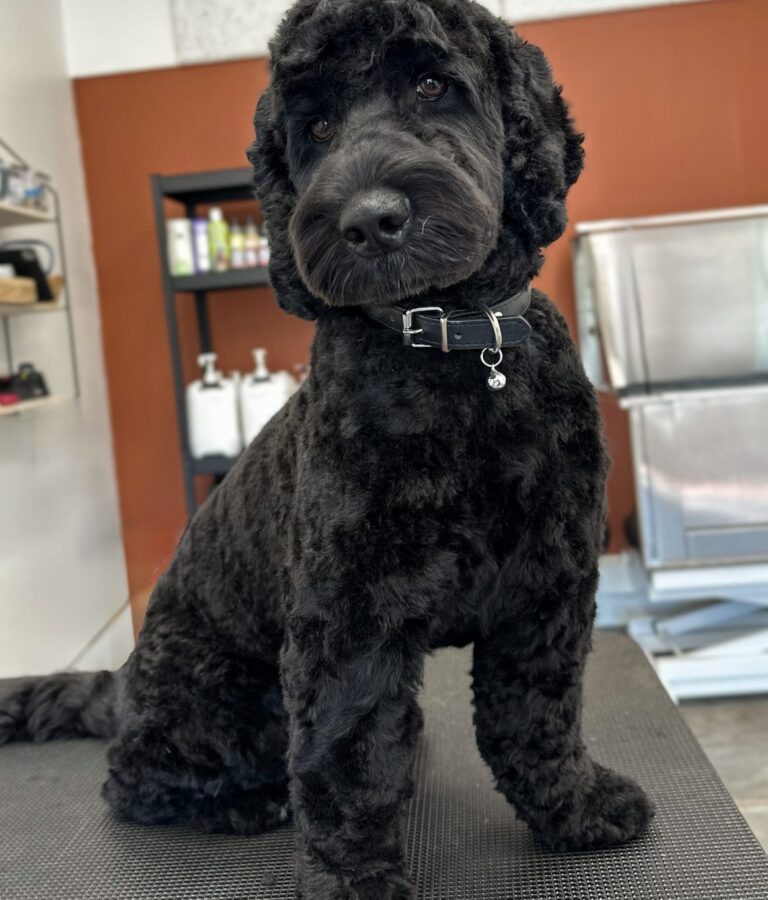 Sort Cockapoo Efter Professionel Klipning Hos Salon SlapAf