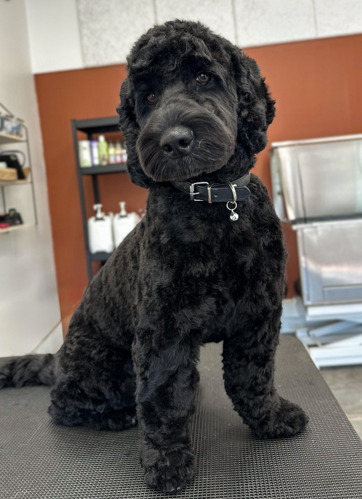 Sort cockapoo efter professionel klipning hos Salon SlapAf