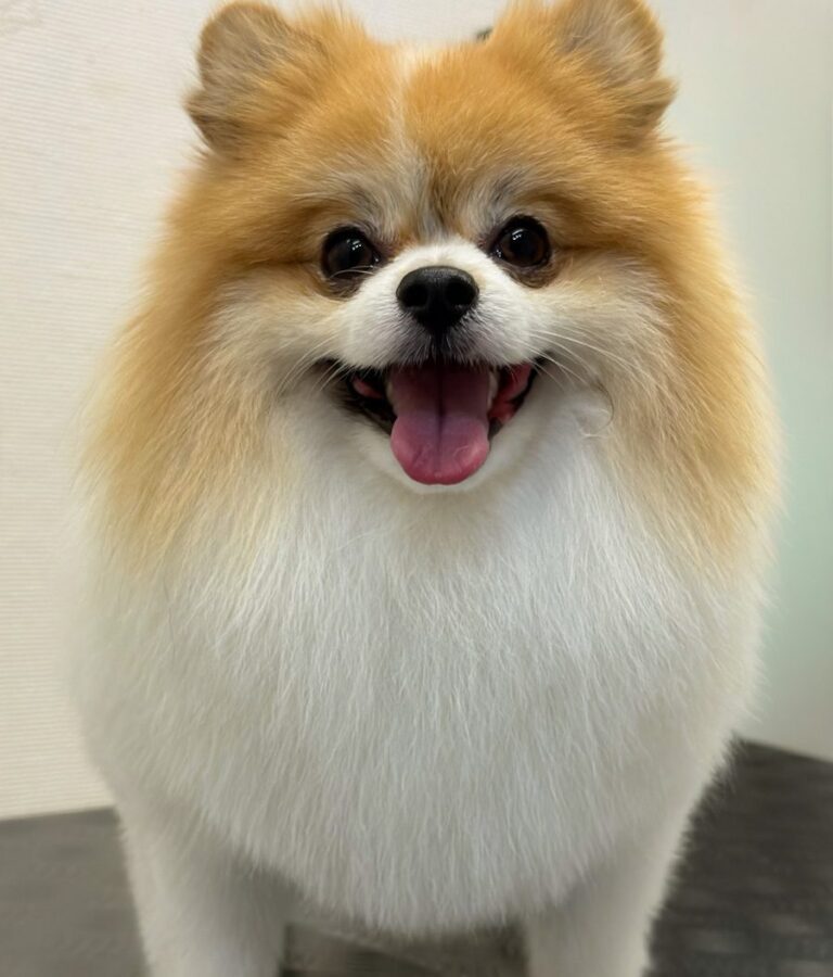 Pomeranian Med Velplejet Orange Og Hvid Pels Efter Professionel Pelspleje Hos Salon SlapAf