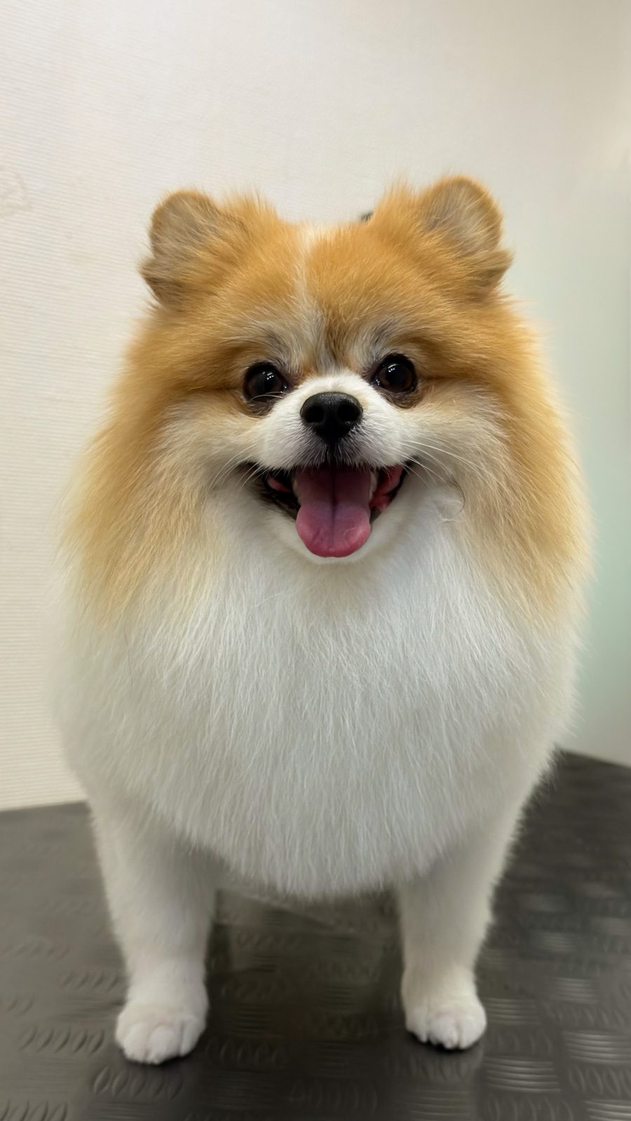 Pomeranian med velplejet orange og hvid pels efter professionel pelspleje hos Salon SlapAf