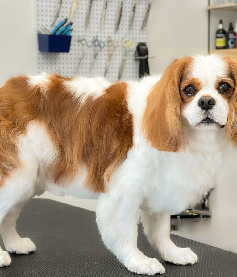 Cavalier King Charles Spaniel Efter Professionel Pelspleje Hos Salon SlapAf