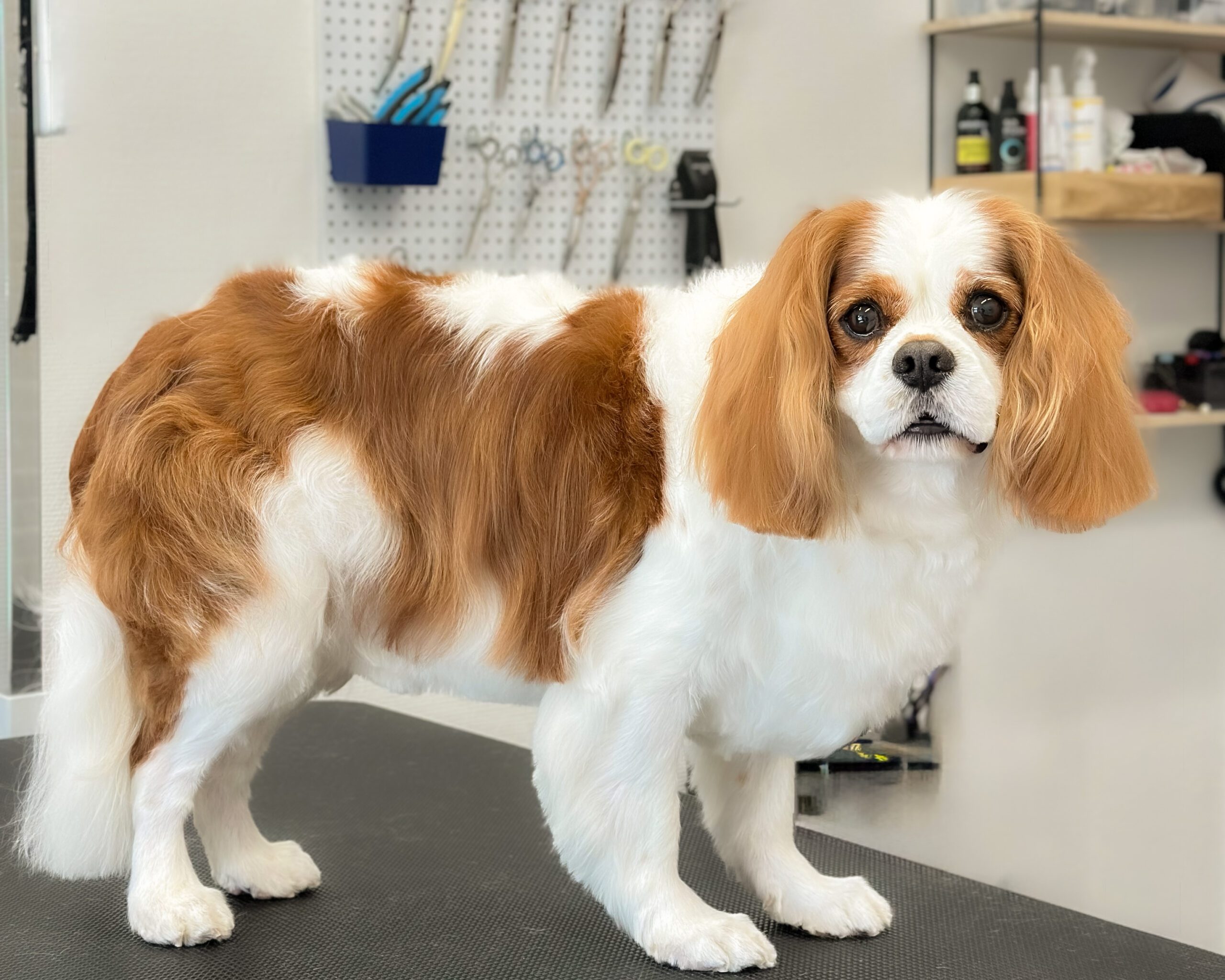 Cavalier King Charles Spaniel efter professionel pelspleje hos Salon SlapAf