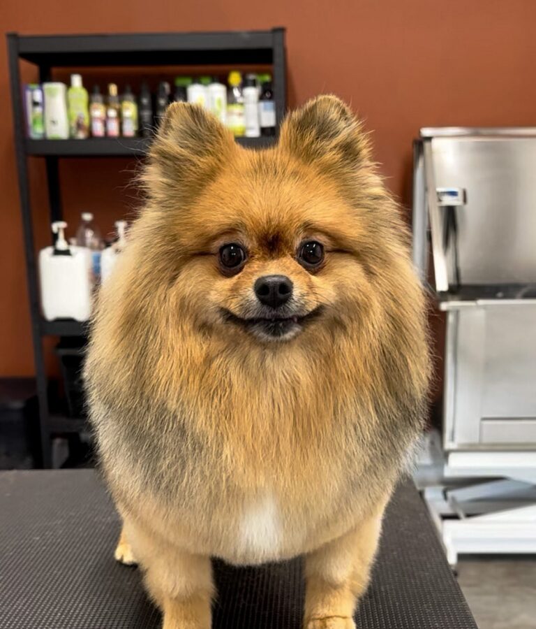 Pomeranian Med Velplejet Orange Og Hvid Pels Efter Professionel Pelspleje Hos Salon SlapAf