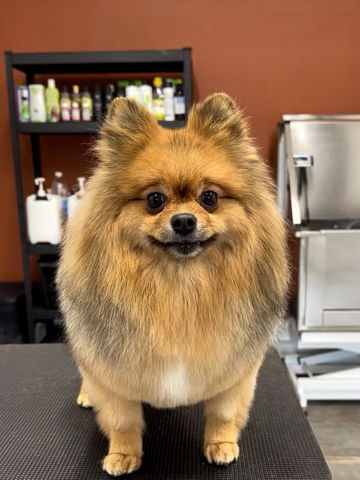Pomeranian med velplejet orange og hvid pels efter professionel pelspleje hos Salon SlapAf