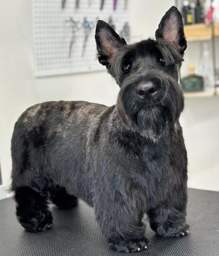 Skotsk Terrier Efter Professionel Klipning Hos Salon SlapAf
