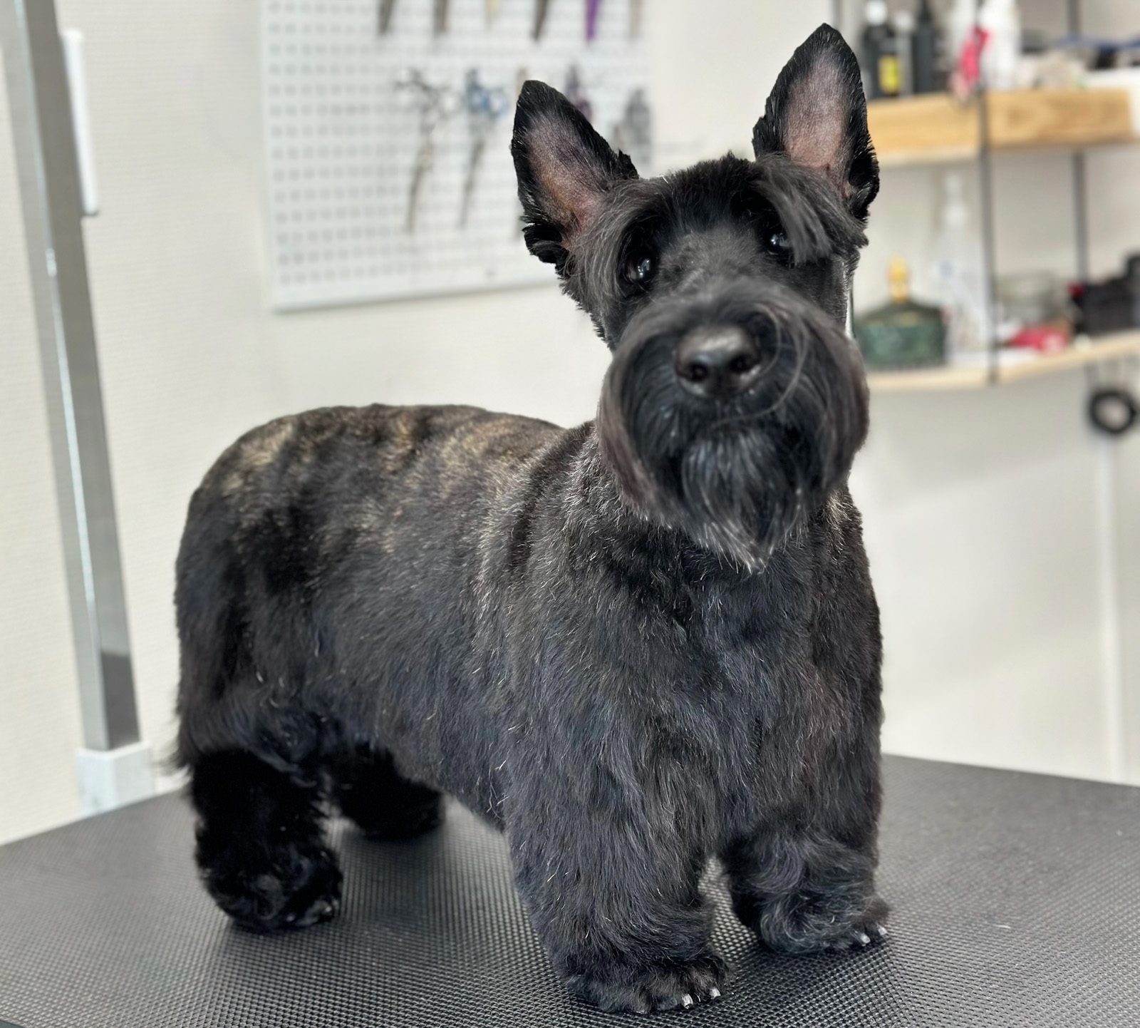 Skotsk Terrier efter professionel klipning hos Salon SlapAf