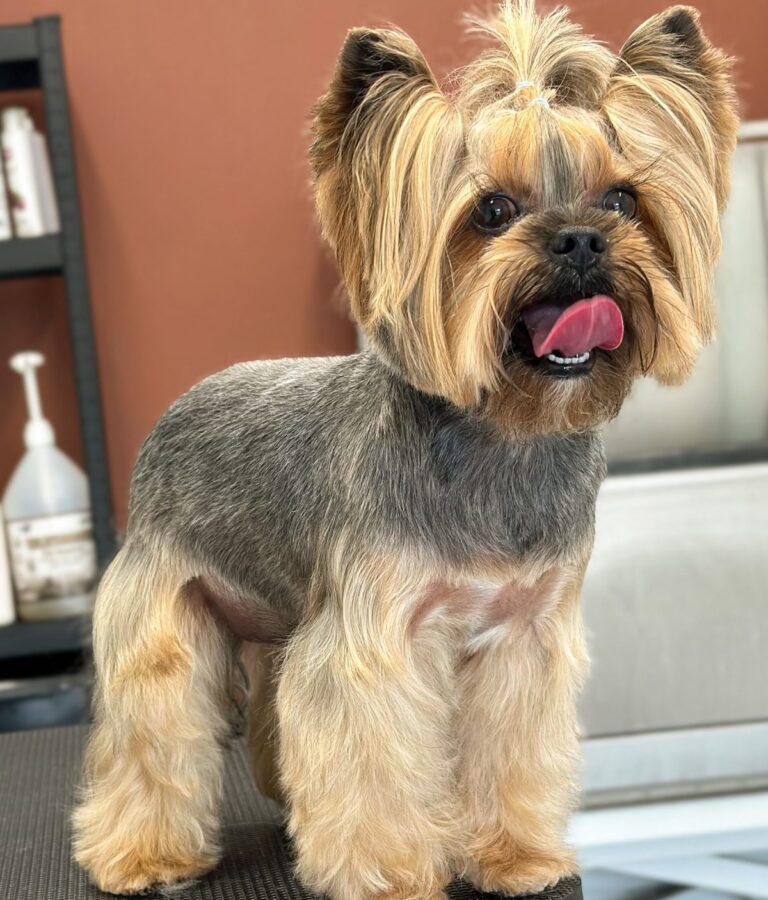 Yorkshire Terrier Efter Professionel Klipning Hos Salon SlapAf