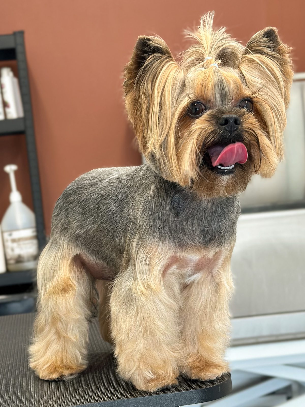 Yorkshire Terrier efter professionel klipning hos Salon SlapAf