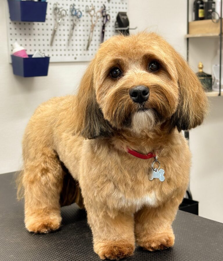 Bichon Havanais Med Gylden Pels Efter Professionel Hundeklipning Hos Salon SlapAf