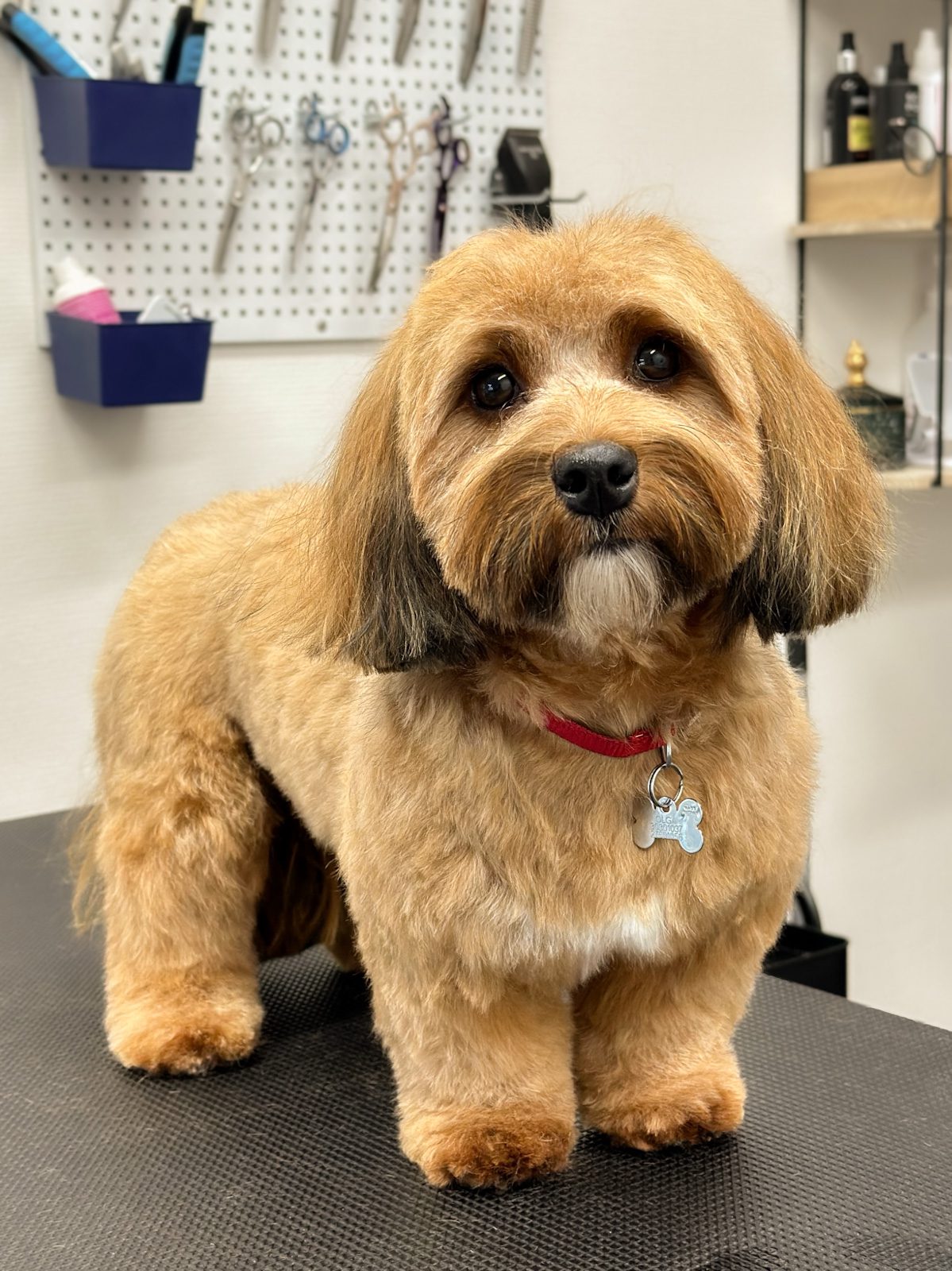 Bichon Havanais med gylden pels efter professionel hundeklipning hos Salon SlapAf