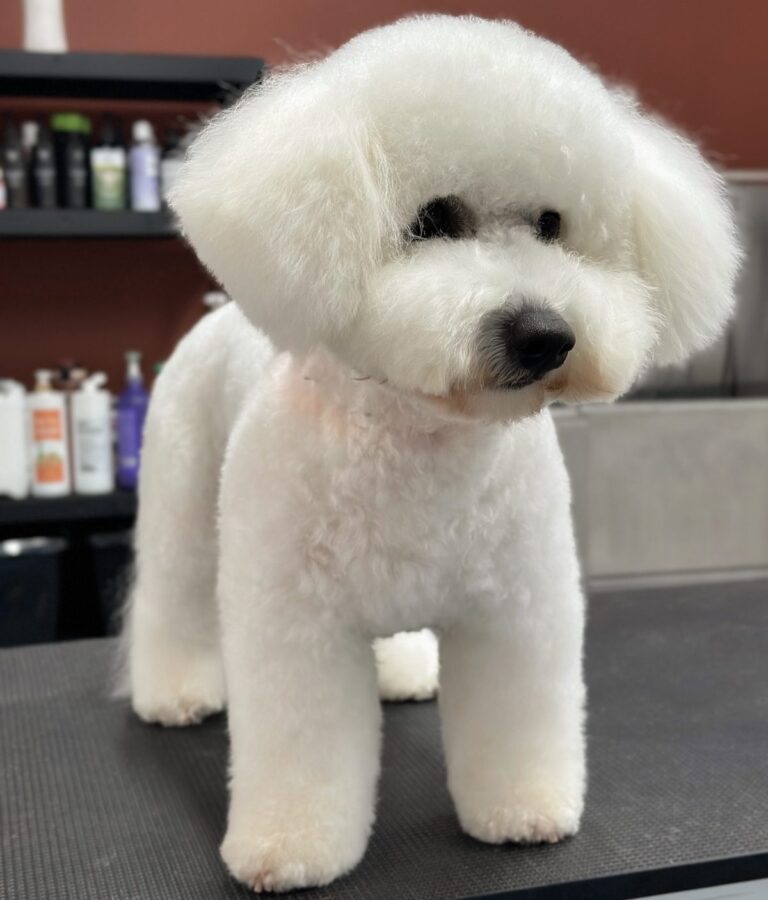 Bichon Frise Hund Efter Professionel Klipning Hos Salon SlapAf