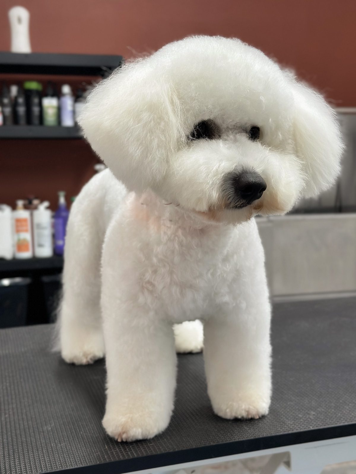 Bichon Frise hund efter professionel klipning hos Salon SlapAf
