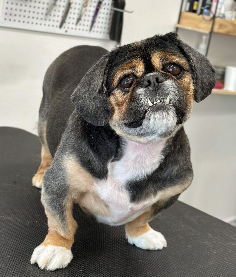 King Charles Spaniel Efter Professionel Hundeklipning Hos Salon SlapAf