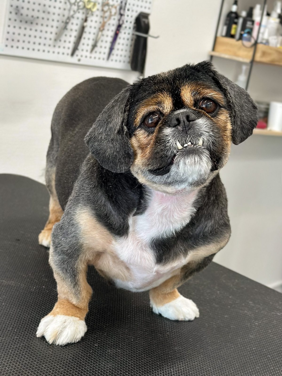King Charles Spaniel efter professionel hundeklipning hos Salon SlapAf